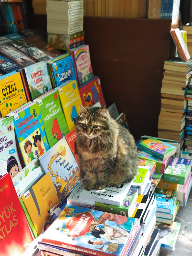 Cat Sitting On A Stack Of Books 