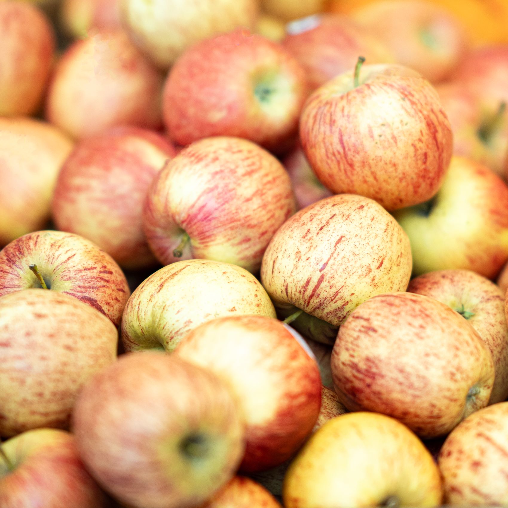 Red Delicious — One of the oldest commercial varieties — mild flavour, deep red skin with fine green streaks.