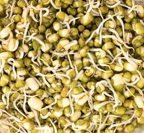 Free Vibrant close-up of healthy mung bean sprouts, highlighting their freshness and nutritional value. Stock Photo