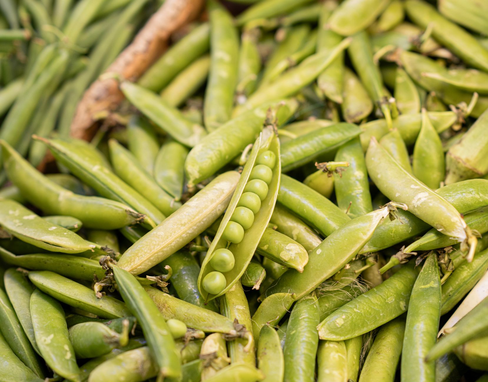 pea protein