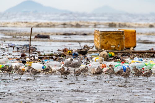 Seagulls Walking in Trash on Seashore