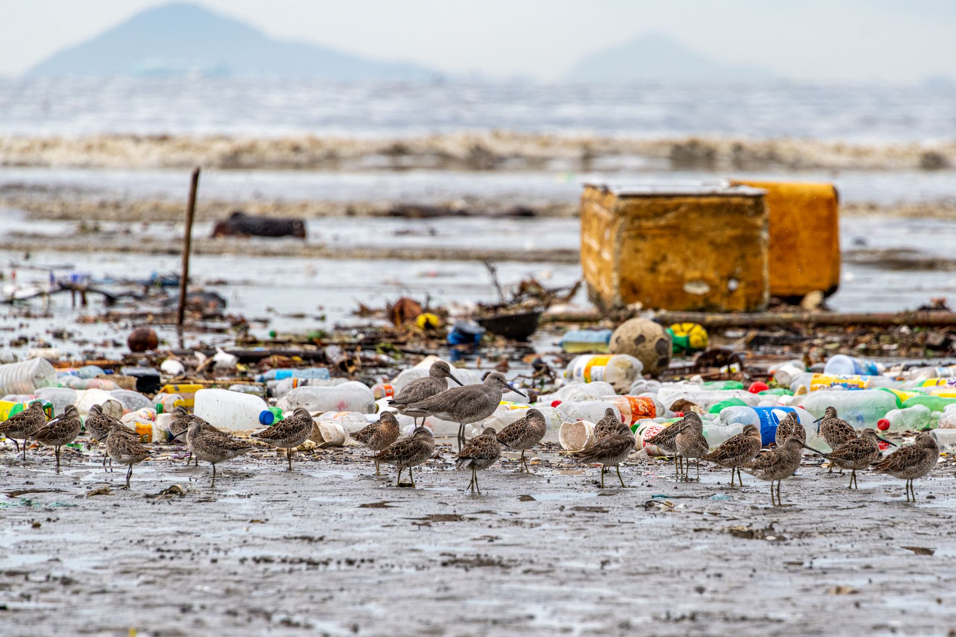 Ocean currents plastic waste — Curiosidades