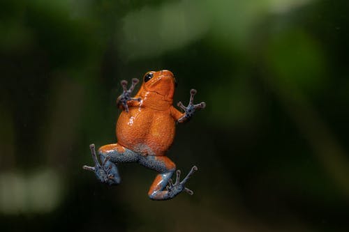 Close up of Strawberry Poison-dart Frog