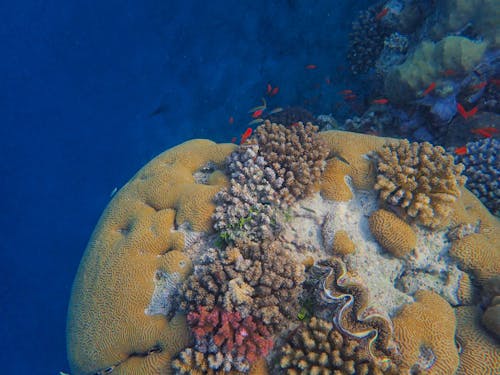 Základová fotografie zdarma na téma detail, korál, mořské dno