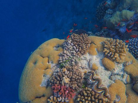 Colorful coral reef with diverse sea life in ocean depths.