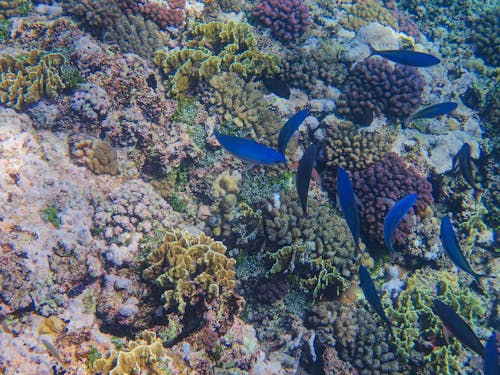 Fotos de stock gratuitas de arrecife, bajo el agua, coral