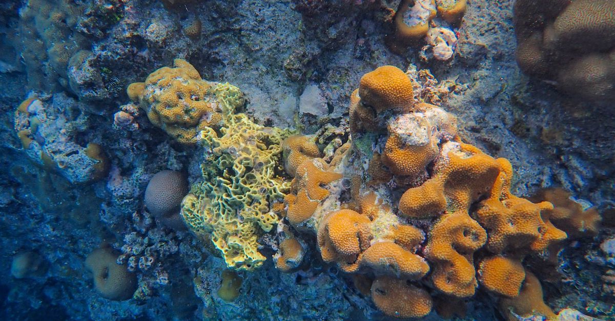 Los secretos revelados de la fosa de las Marianas y la vida en condiciones extremas Los secretos revelados de la fosa de las Marianas y la vida en condiciones extremas