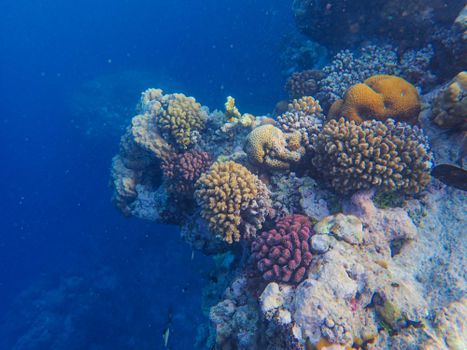 A colorful coral reef teeming with marine life in a tropical ocean setting.
