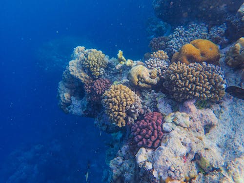 Free Underwater Picture of Coral Reef Stock Photo