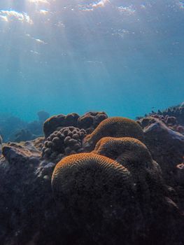 Explore the vibrant underwater world of corals beneath clear, sunlit ocean waters.