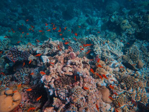 Free Explore the vibrant underwater world of a tropical coral reef teeming with colorful fish. Stock Photo