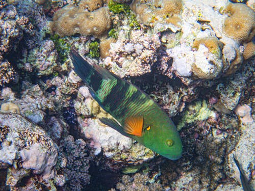 Fotos de stock gratuitas de arrecife, bajo el agua, coral