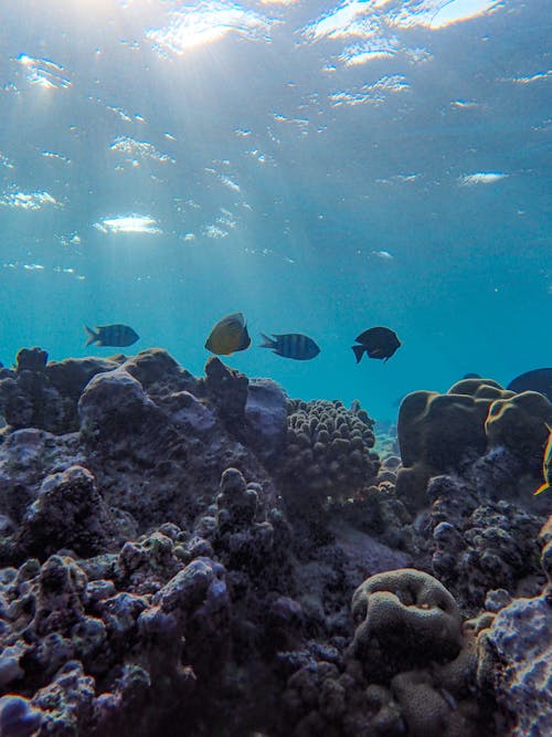 Безкоштовне стокове фото на тему «вертикальні постріл, корал, морське дно»