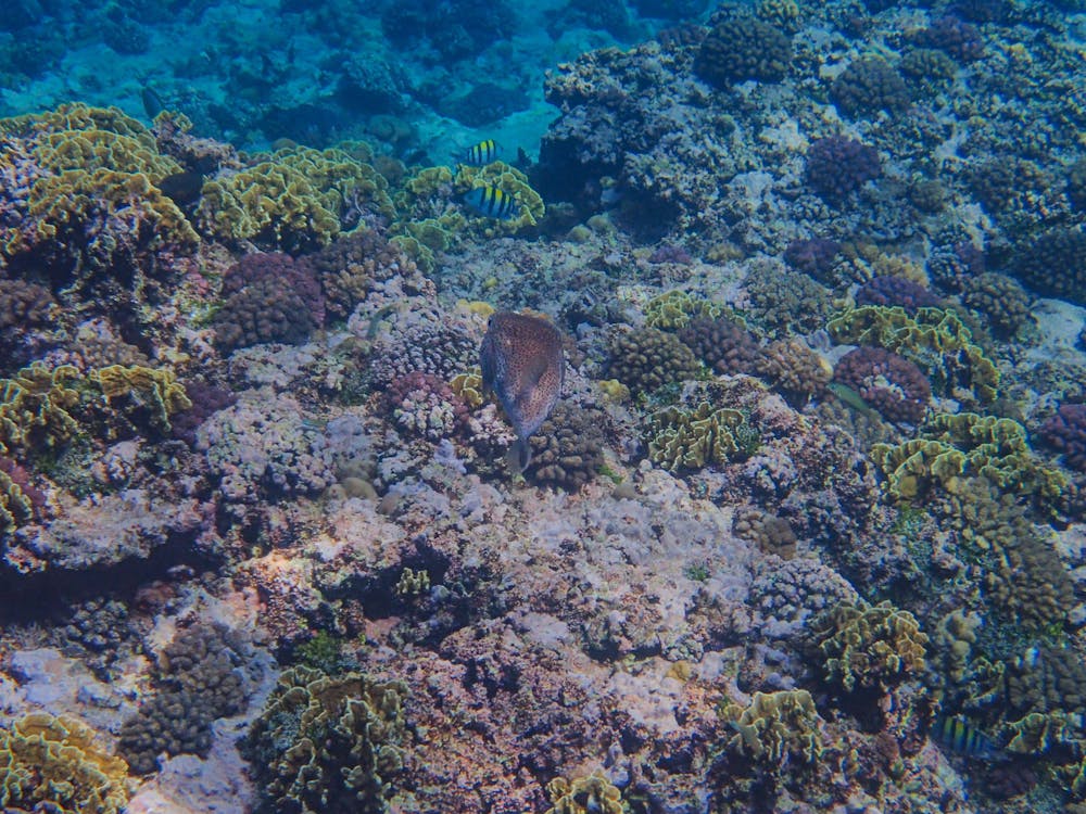 Foto profissional grátis de animais, coral, embaixo da água