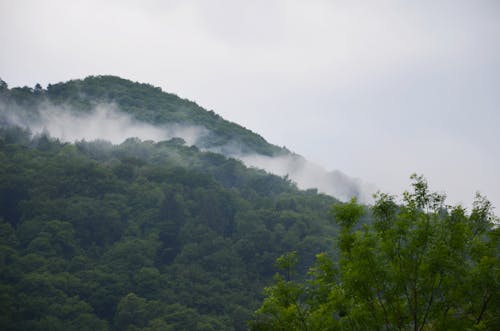 Forest on a Hill in Fog