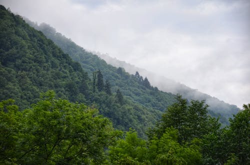 Immagine gratuita di alberi, collina, foresta
