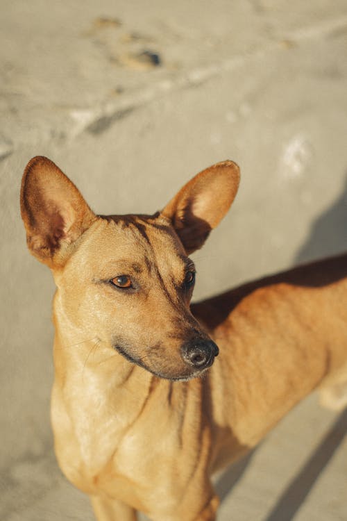 Fotos de stock gratuitas de de cerca, fondo de pantalla para el móvil, fotografía de animales