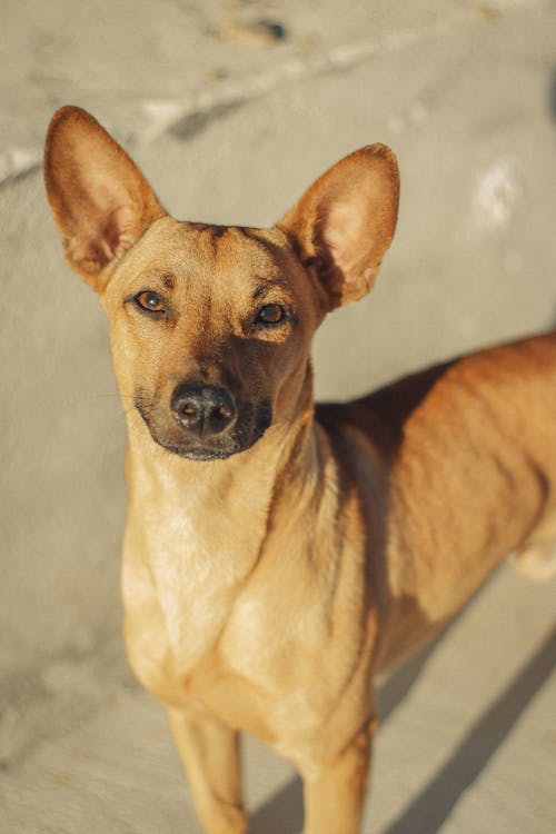 Fotos de stock gratuitas de animal, fotografía de animales, luz del sol