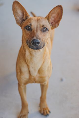 Brown dog standing and looking at the camera, photo by ramon rangel on Pexels