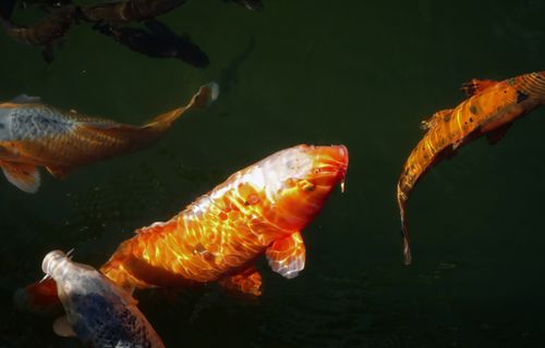 Free Colorful koi fish swimming in clear water, showcasing their vibrant scales and graceful movements. Stock Photo