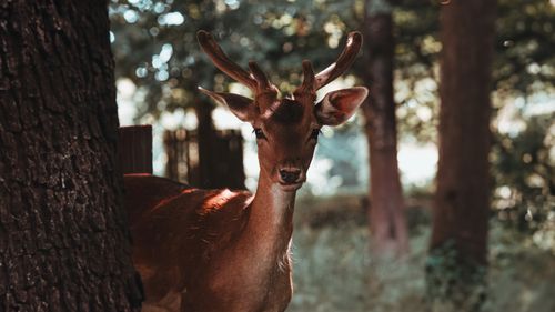Free A deer stands amidst a sunlit forest, showcasing its antlers and natural beauty. Stock Photo