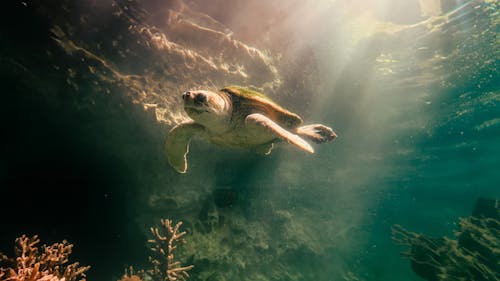 Free A turtle swimming in the ocean with sunlight shining on it Stock Photo