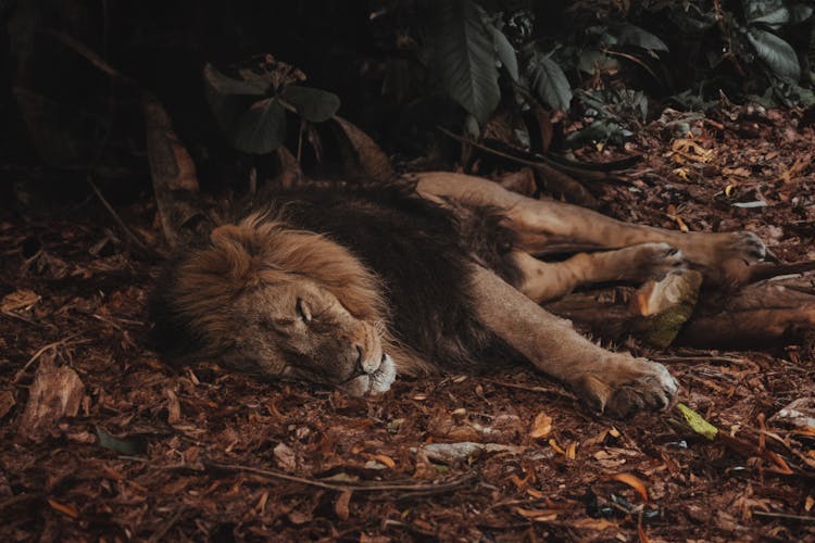 Lion Sleeping On Leaves