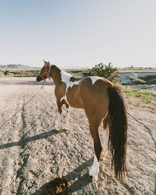 Foto profissional grátis de animal, cavalo, chácara