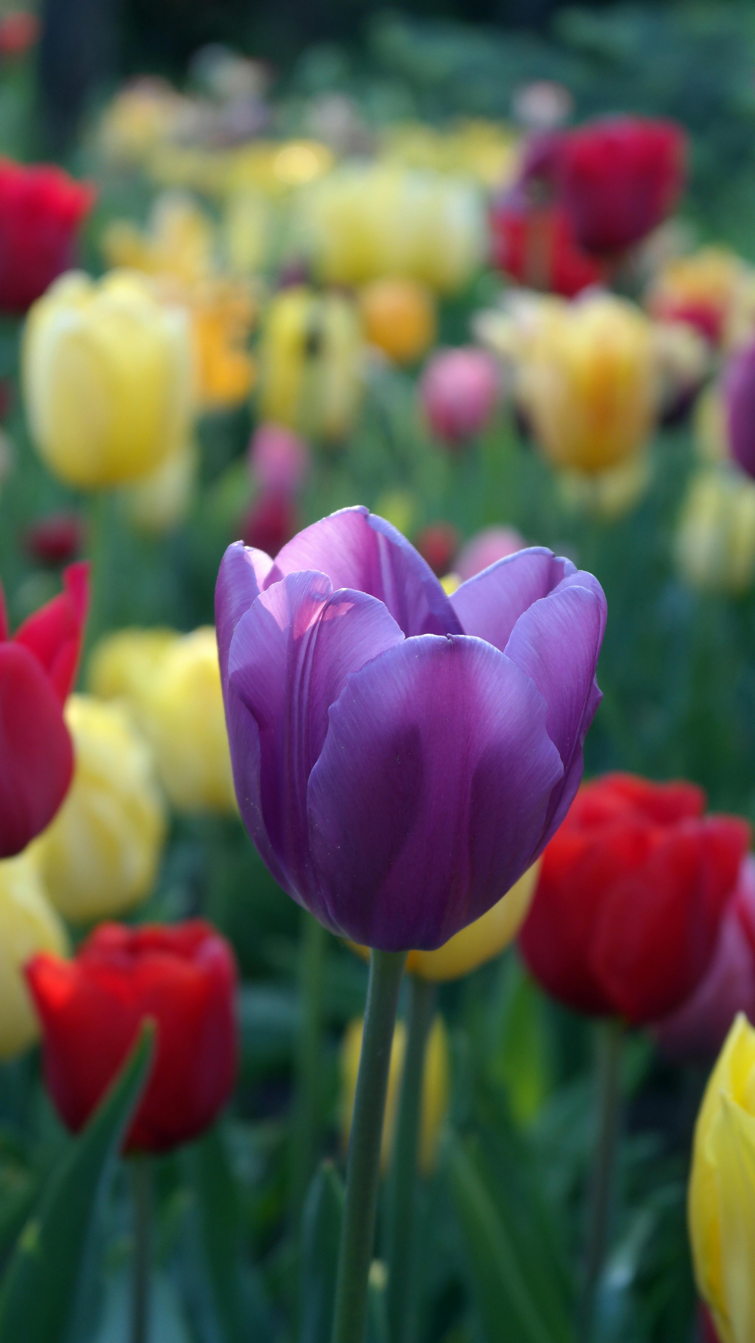 Flowerbed of pink and red flowers free stock photo