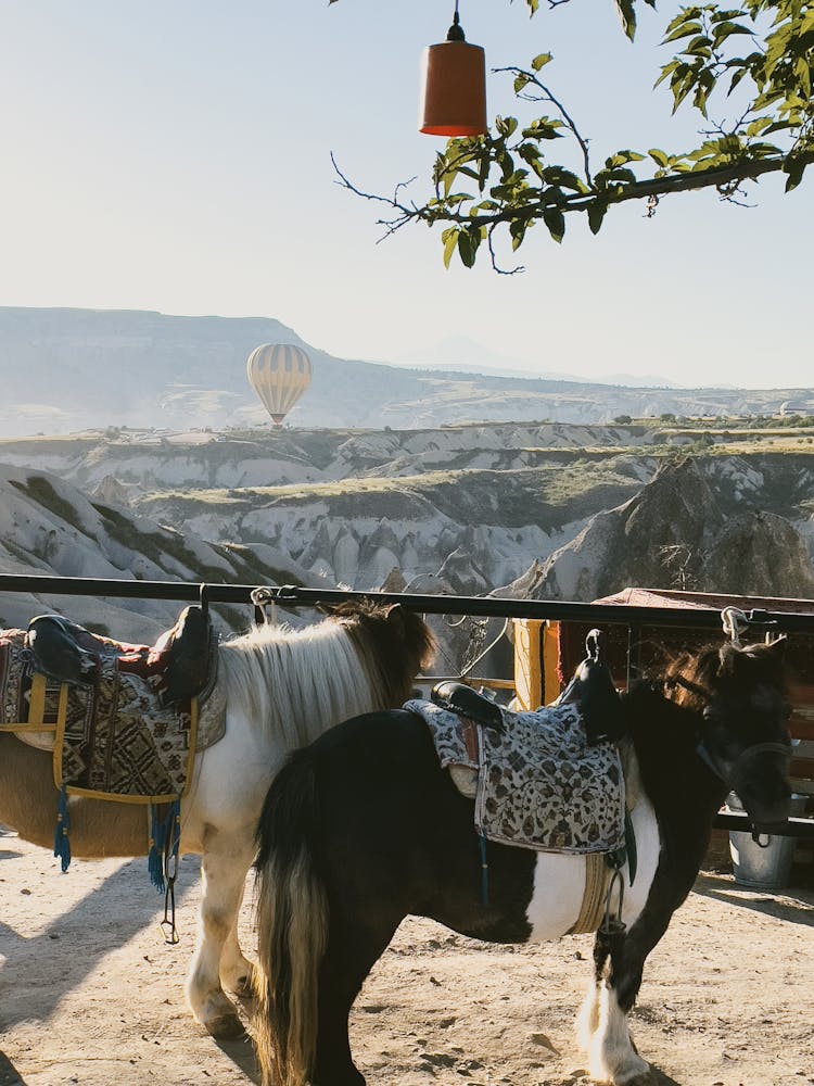 Horses And Balloon