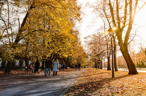 бесплатная Люди, идущие по серой бетонной дорожке между деревьями в дневное время Стоковое фото