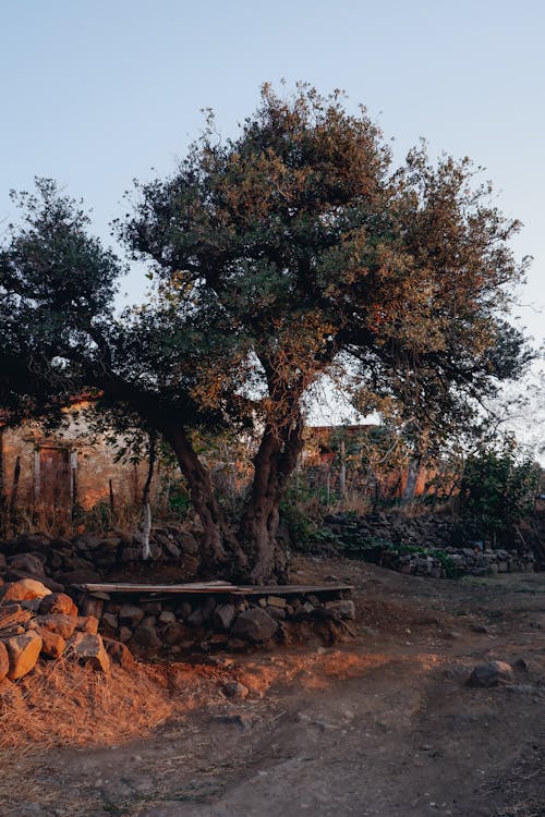 Foto d'estoc gratuïta de arbres, banc, camp