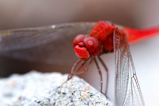 Detailed macro shot of a scarlet skimmer dragonfly perched on a stone, showcasing vibrant red colors.
