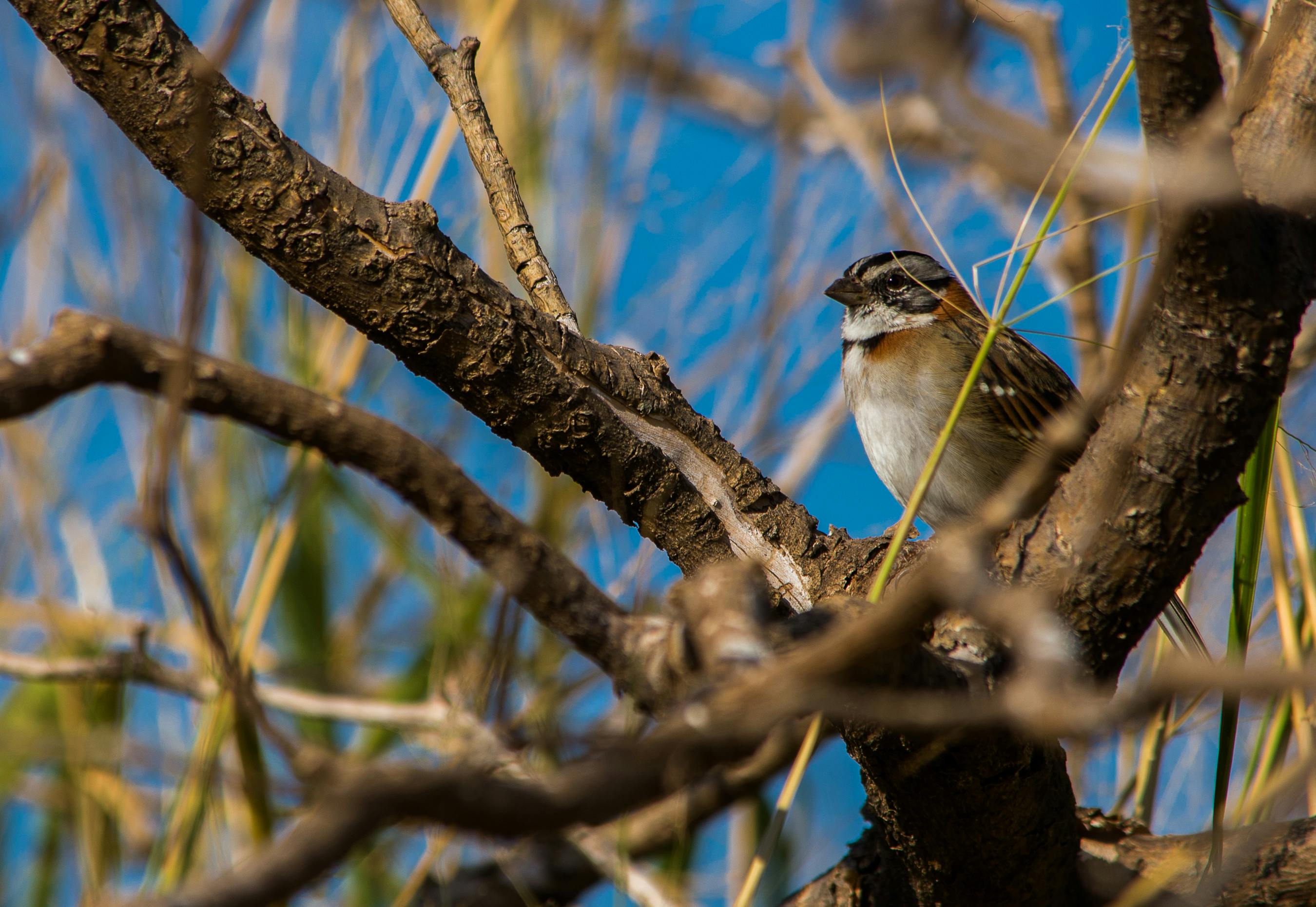 Free stock photo of beauty in nature, bird, sparrow