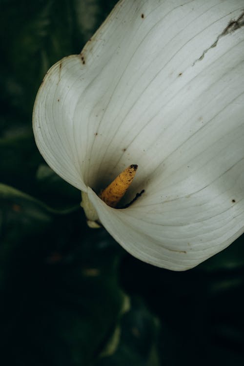 Základová fotografie zdarma na téma bílá, calla lily, detail