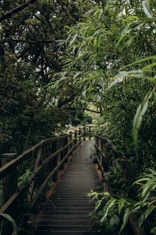 A Boardwalk between Tropical Plants 