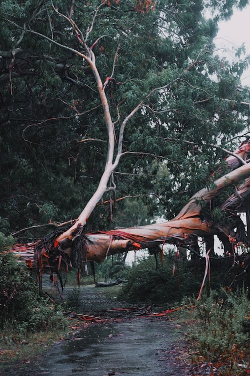 Darmowe zdjęcie z galerii z drzewa, natura, pionowy strzał