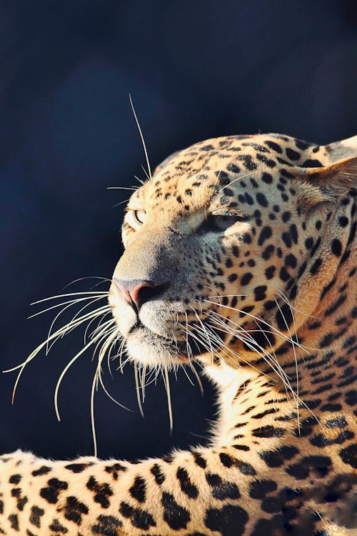 Close-up of a Leopard 