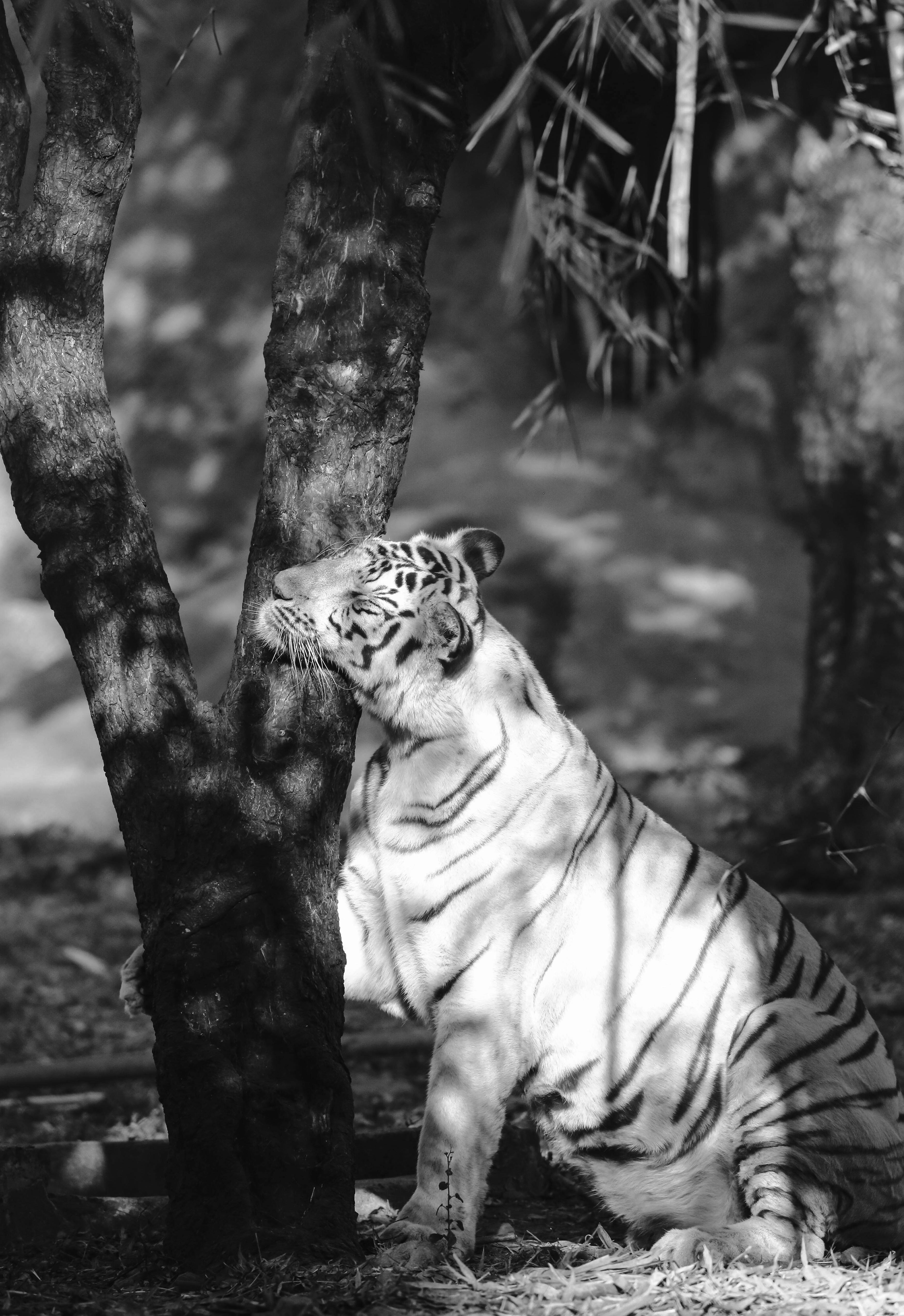Tiger near Tree in Black and White · Free Stock Photo
