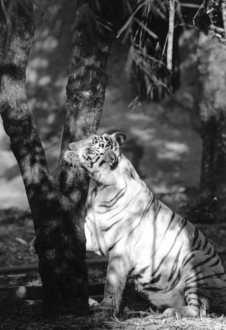 Tiger Near Tree In Black And White