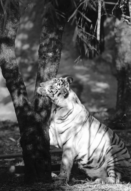 Free Black and white photo of a tiger resting against a tree. Stock Photo