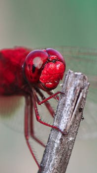 Macro shot of a vibrant scarlet skimmer dragonfly perched on a twig. Perfect for wildlife and macro enthusiasts.