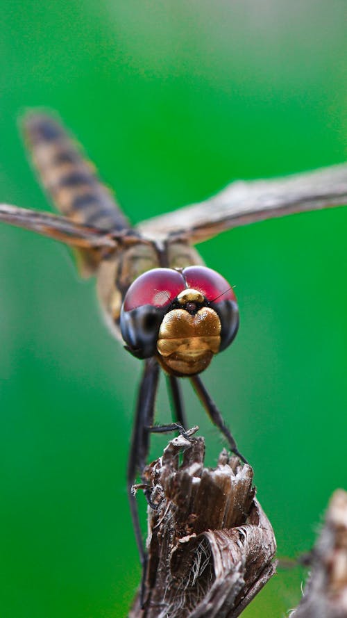 Close-up of a Dragonfly 