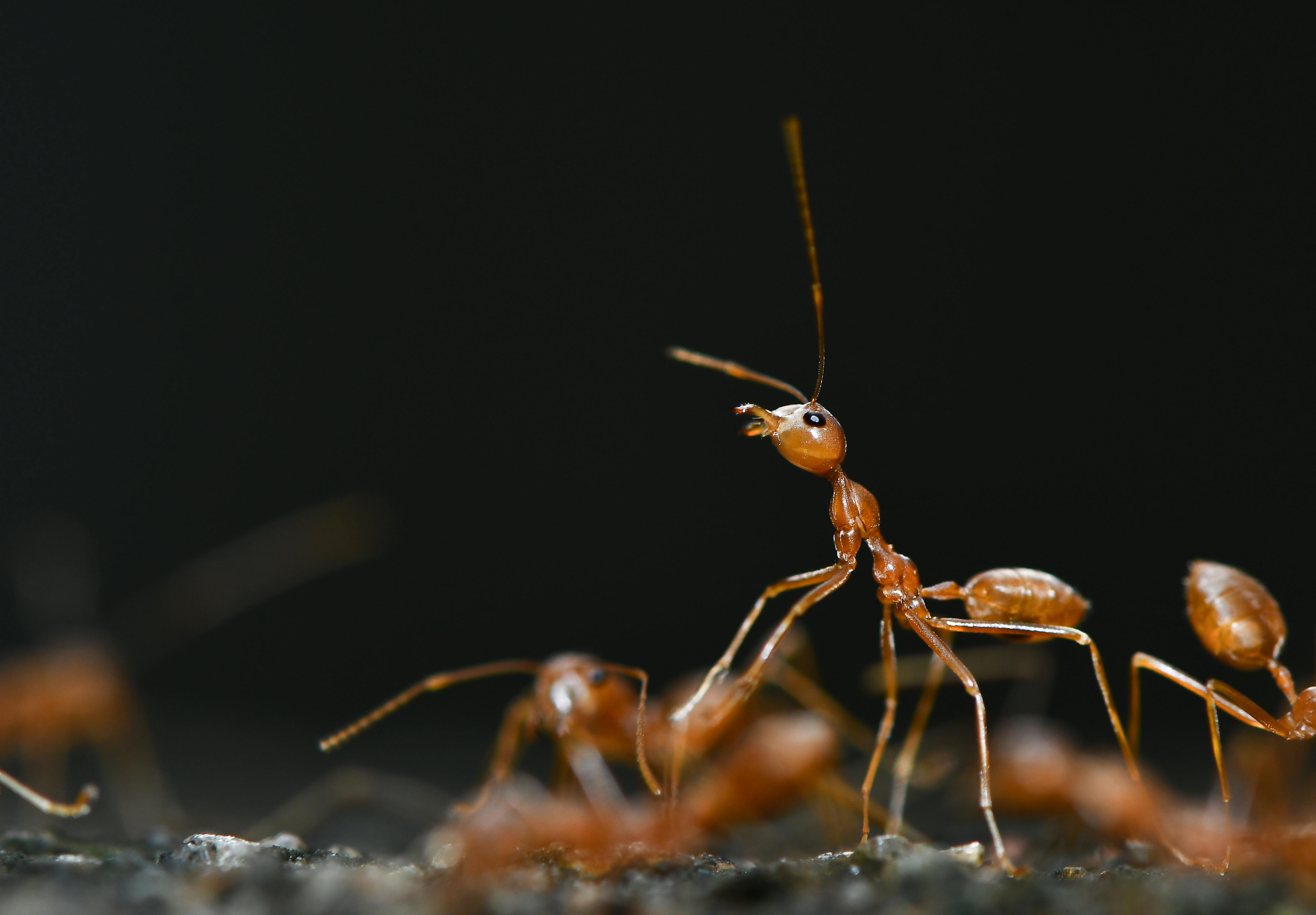 Fire Ants on a Rough Surface · Free Stock Photo