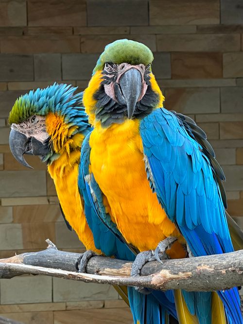 Free Two colorful macaws perch indoors, showcasing their vibrant blue and yellow plumage. Stock Photo