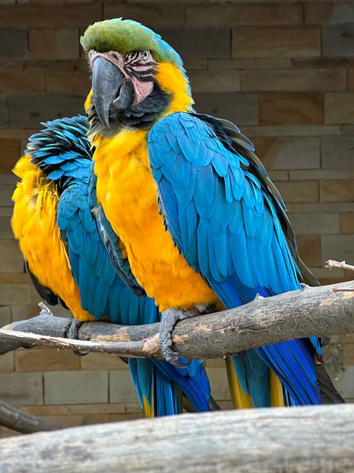 Free Close-up of two blue and yellow macaws on a branch at the zoo, showcasing vivid colors. Stock Photo