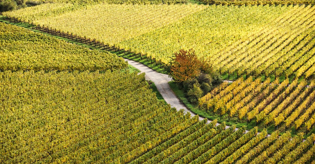 High angle view of colorful vineyards in autumn, featuring a winding rural road.