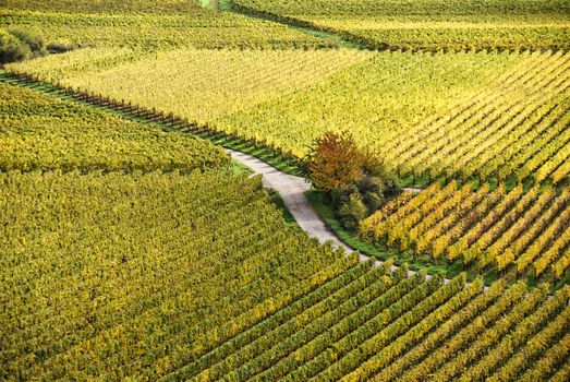 High angle view of colorful vineyards in autumn, featuring a winding rural road.