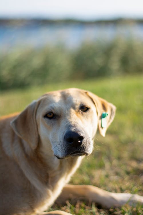 Darmowe zdjęcie z galerii z fotografia zwierzęcia, głowa, labrador-retriever