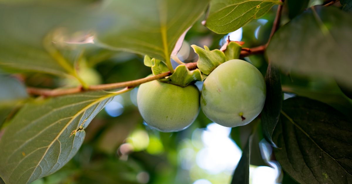 Compote kaki bébé : Recette et Conseils Santé